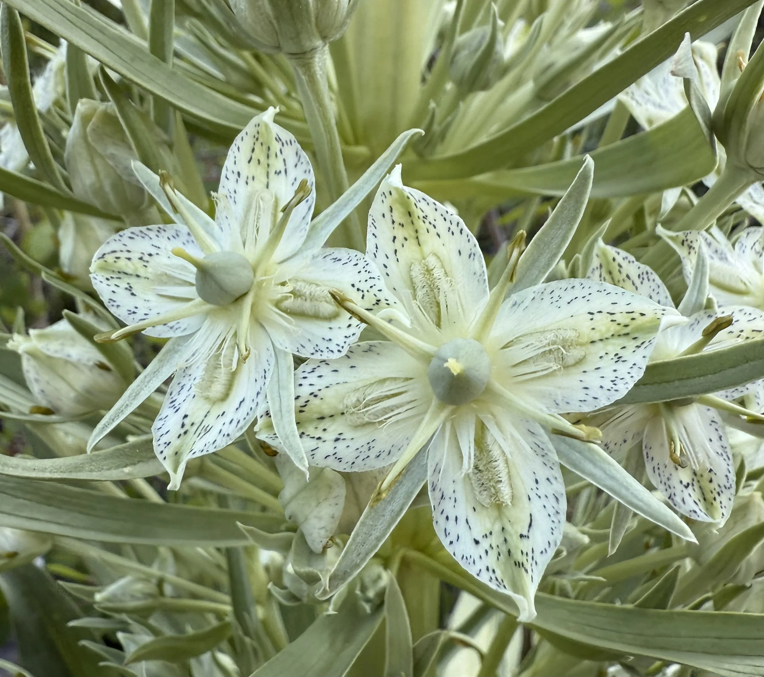 2025 Wildflower Checklist — Independence Pass Foundation